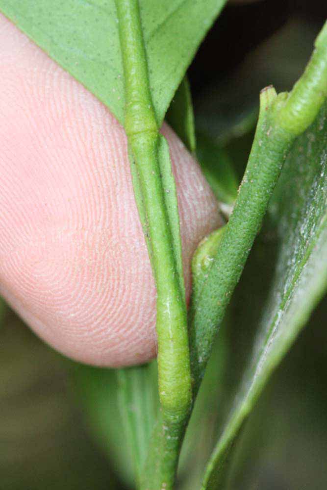              Petiole (Riverside, CA)       